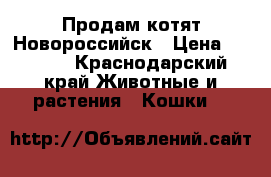 Продам котят Новороссийск › Цена ­ 4 500 - Краснодарский край Животные и растения » Кошки   